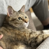 ねこ写真と告知日記