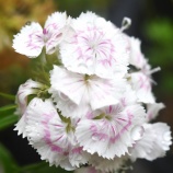 『ガイダンス(233)2024年6月(1)』の画像