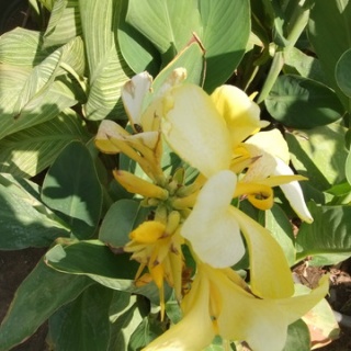 富士産業エジプト ・ ＦＵＪＩ　ＩＮＤＵＳＴＲＹ　ＣＯ．ＥＧＹＰＴ