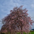 枝垂桜