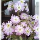 雲南サクラソウ