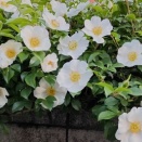 庭の様子…＆東京アプリ