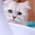 猫カフェ ねこまんまBlog