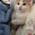 年中の息子は集中力がすごくて、ドリルを与えると１時間でも２時間でもやり続けるのですが、運動が全然ダメなんです。今のままだと小学校の体育で落ちこぼれます。どうしたら・・・