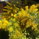 ミモザ、ミモザの花、花ミモザ、銀葉アカシア