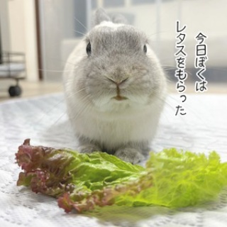 ブンチョ日誌