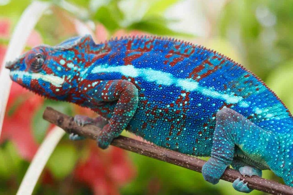 COLORS
