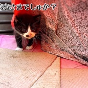 巣立ちの歌☆栄光