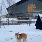 豆柴ぽんと北海道