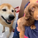 『動物指導センターより2頭を受け入れました（医療費ご支援のお願い）』の画像