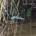 パフォーマンスはいまいちですなぁ・・・・・