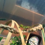 うちのカメレオン　～Furcifer Pardalis～