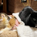 正倉院展へ行ってきました＆白菜と豚ミンチの味噌あんかけ