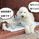 お散歩の順番🌀
