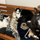 『あけましておめでとうございます』の画像