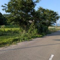 伐採除草作業　国立産業技術総合研究所様
