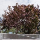 八重桜が咲きました