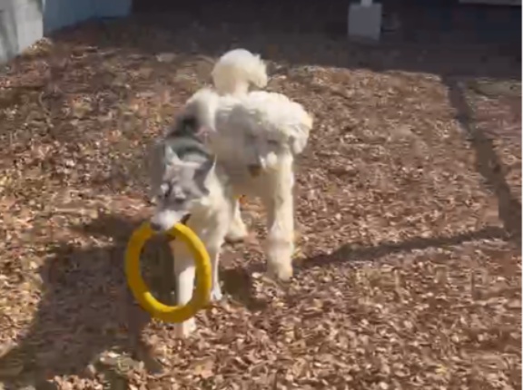 今日も楽しいドックラン💕💕