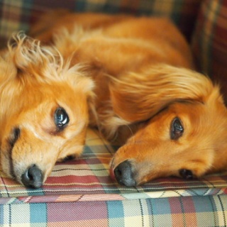 花とワンコな日々