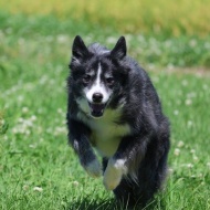 【犬のいる暮らし】黄色の背景が今年は早い！ついつい先の季節のことを考える！