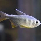 『熱帯魚オススメ情報(カラシン大量です)』の画像