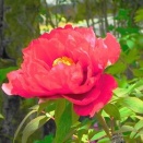 日本ハム新庄監督の元気の出ることば 「一寸先は闇じゃない 　一寸先は光」