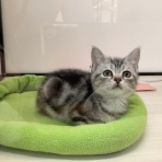 ペットショップワンラブ 埼玉寄居店のスタッフブログ