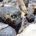 春マグソその１(クロツブマグソコガネ)