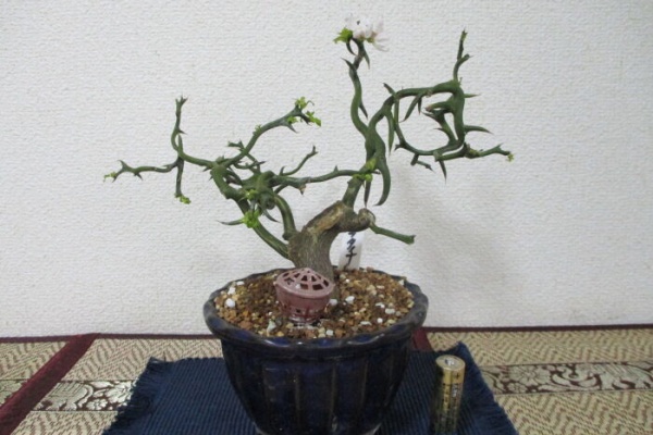 じぃじ」のミニ盆栽日記 - カラタチ