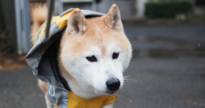 「降る」と言うより「舞う」でした