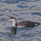 『投稿：BORG89EDによる野鳥５態～アビ・カンムリカイツブリ・イソヒヨドリ　2022/02/09』の画像