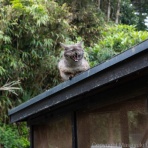 猫写真家・沖 昌之のブログ　野良ねこちゃんねる。　