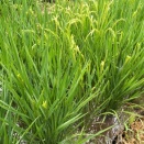 お米づくり🌾　2026