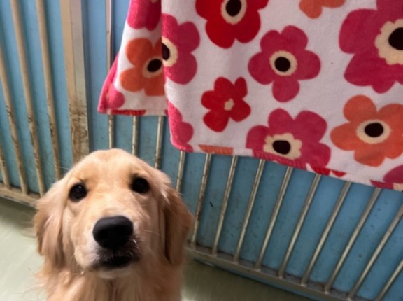 今日もシェルターでは、、、