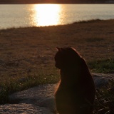 【画像】のらねこ撮ってきた