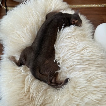 イモリかヤモリか…わか坊の寝相