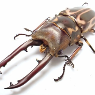 クワガタ備忘録