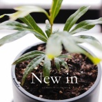 シンプルライフ × シンプルスタイル