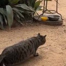 ベテランのハンターが獲物を狙って静かに近づく。遊ぼうよぉ！ → そこに無邪気な子供がやってきた…