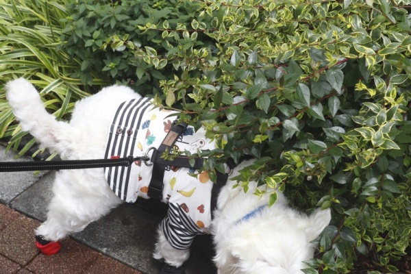 たか シェフ 白い 犬 と チワワ