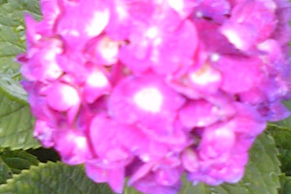 中村洋子の あきらめないで