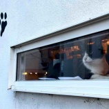 『Muddy Cat 定期便 7/15〜7/19』の画像