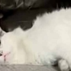 猫の動画 ねこわん！