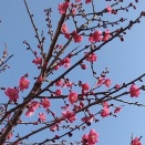 2026年🌸三浦海岸桜まつり🌸田浦梅の里・梅林まつり