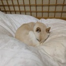 甘やかし過ぎたマルコ　【追記】あり