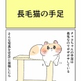 長毛猫の手足