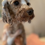 『年の瀬のシェルター🐾』の画像