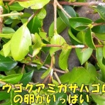 happy-go-lucky　-心地いい暮らしのコツ-