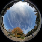 『円周魚眼レンズによるイチョウ並木　2019/12/27』の画像