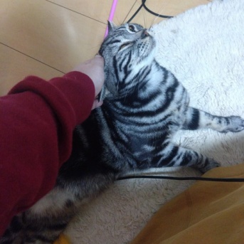 実物のﾈｺﾁｬﾝたちセカンド188